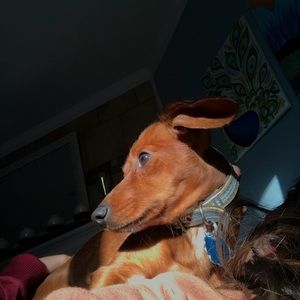 Meet your Posher, Amanda